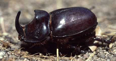Rhinoceros Beetle