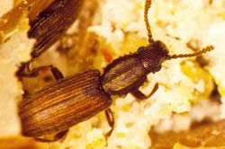 Sawtooth grain beetle