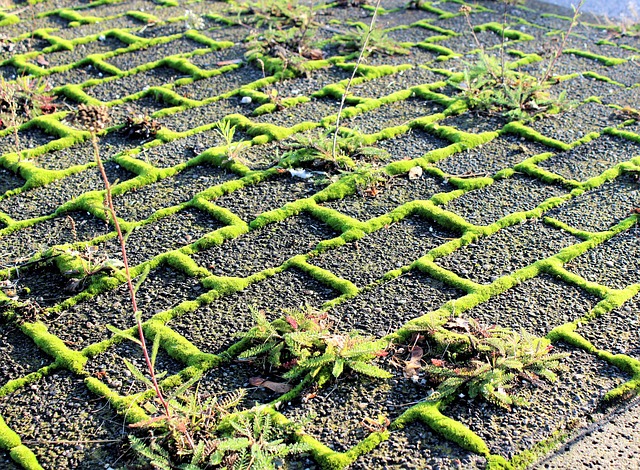 overgrown garden