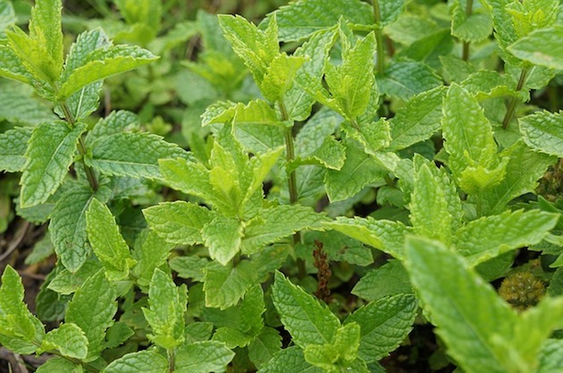 peppermint plant