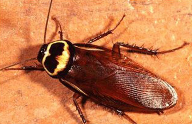 Australian Cockroach