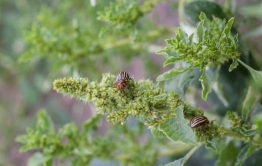 pest-control-bowes-green