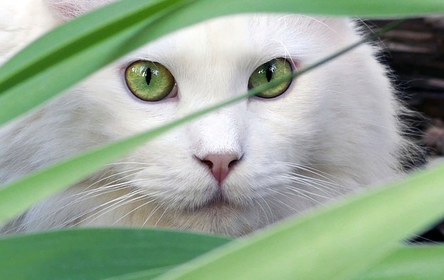 pest dangers to pet cats