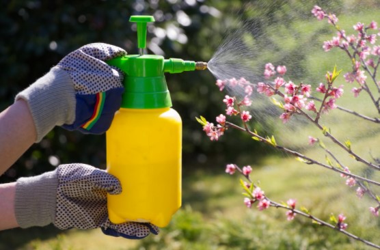 pest spray treatment