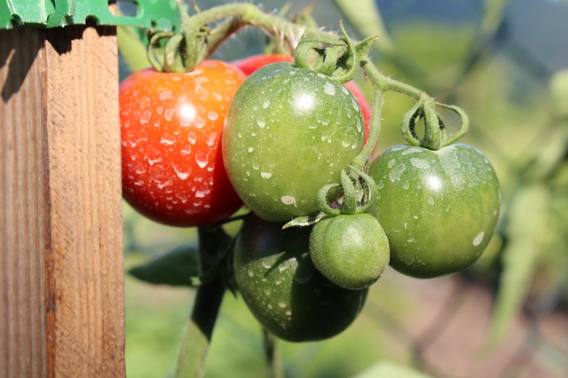 pesticide tomatoes