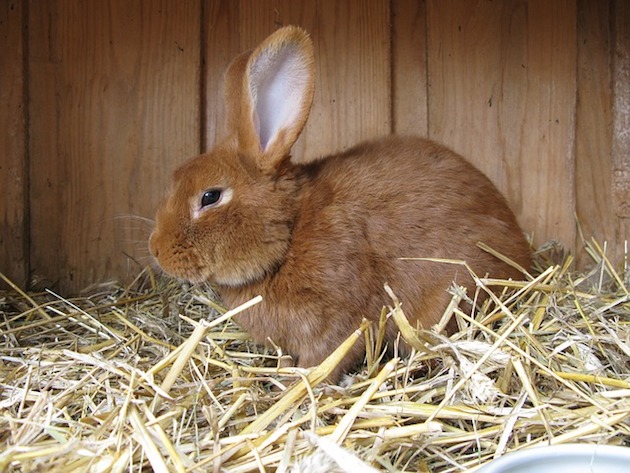 pet rabbit in hutch