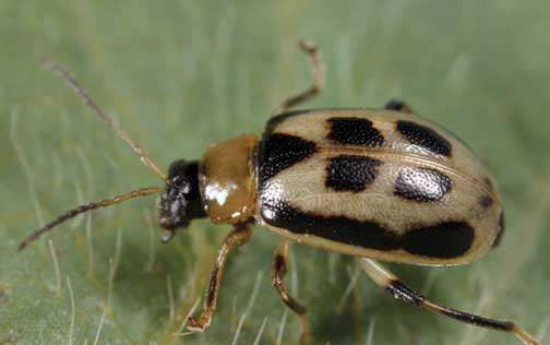 Pea / Bean Beetle
