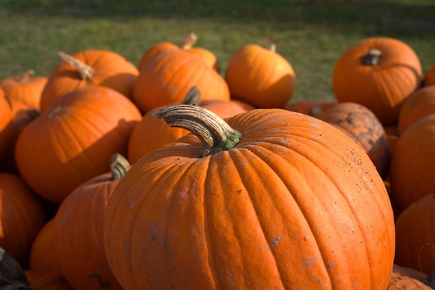 pick a pumpkin