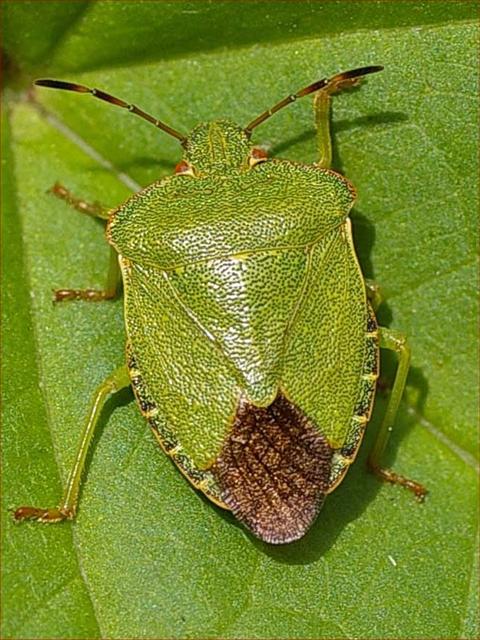 Shield Bug