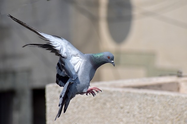 pigeon flying