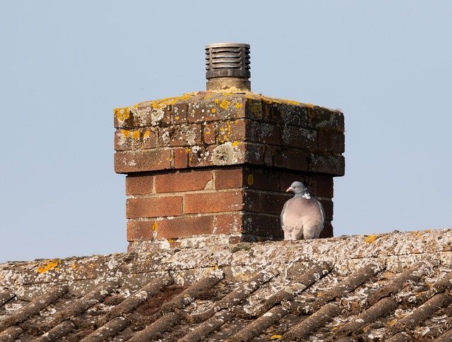 pigeon on a london house roof