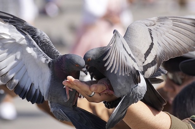 pigeon problems solutions
