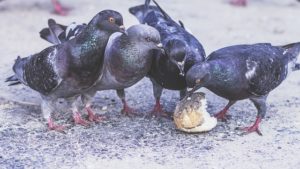 pigeon control in london