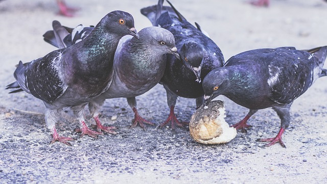 What Problems Do Urban Pigeons Cause?