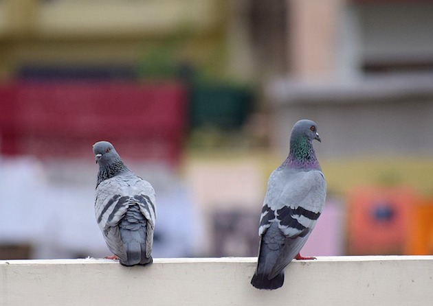 pigeons in london garden