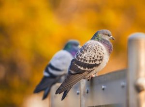 pigeons on a london fence