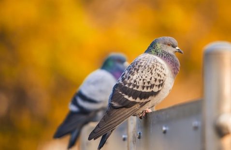 Pigeon Problems And Our Top Expert Solutions