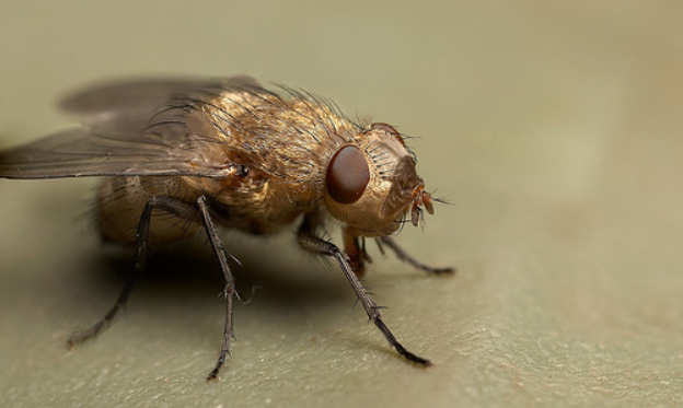 Cluster Fly