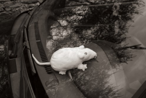 presence of mice on car