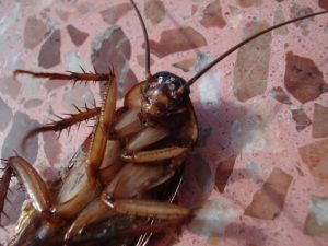 professional roach killers