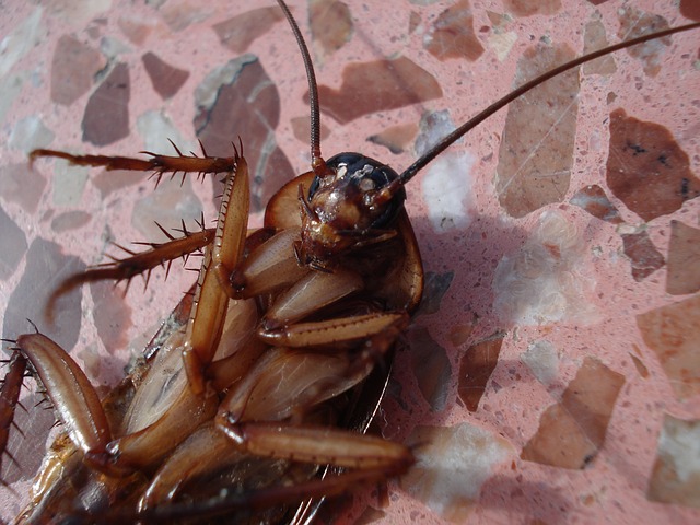 professional roach killers