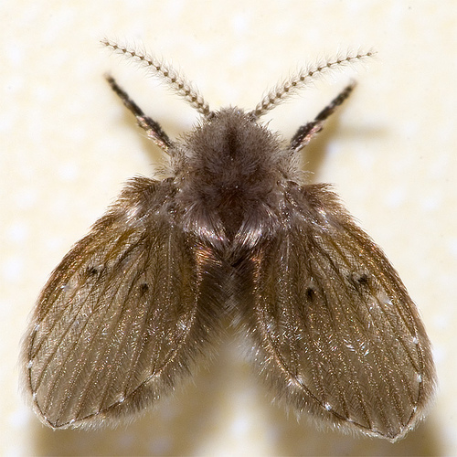 Filter / Drain Fly