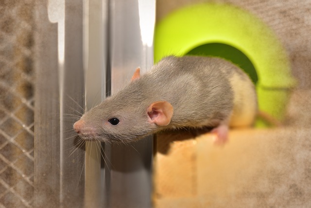 Mouse Versus Rat Droppings image