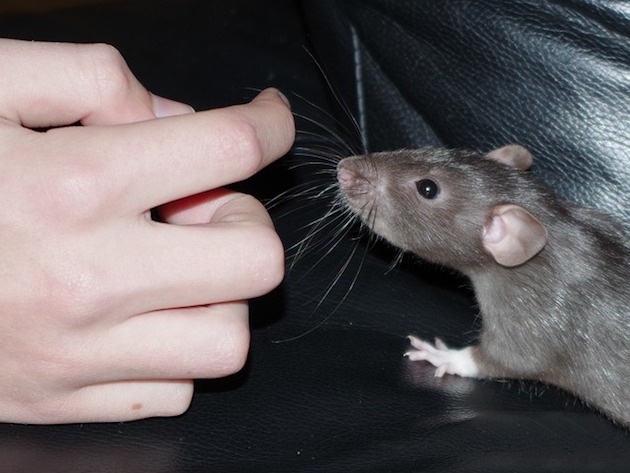råtta kommunicerar med en person