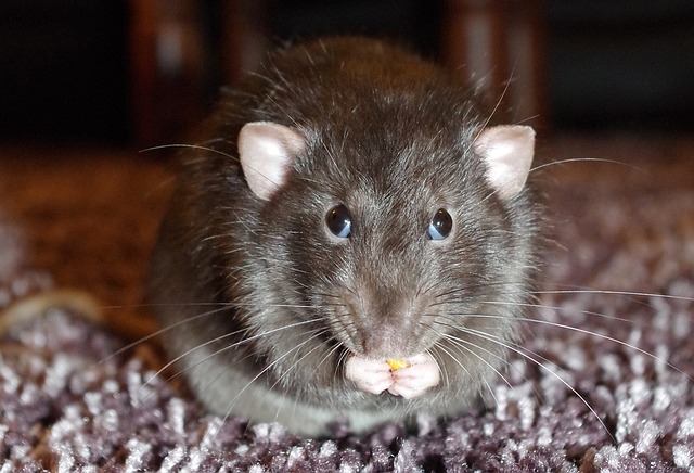 interesting facts about rats