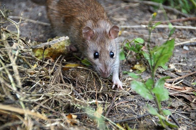 rat foraging