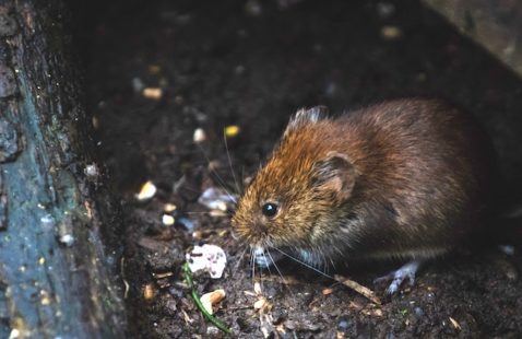 Millions of Rats In UK Homes This Winter?
