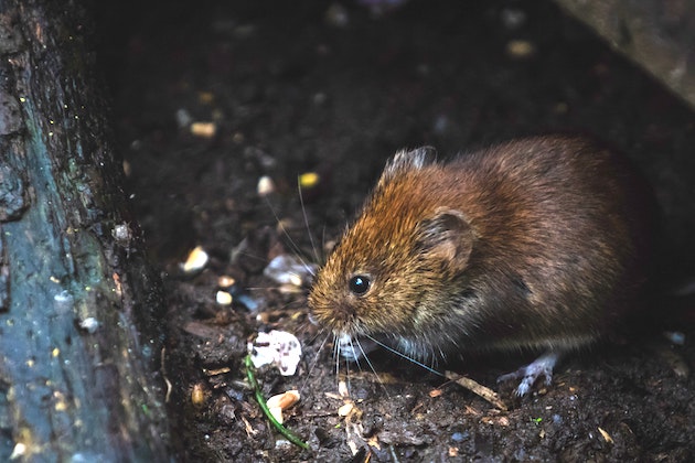 rat in a sewer