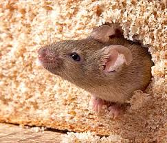 Keep pests out of the kitchen