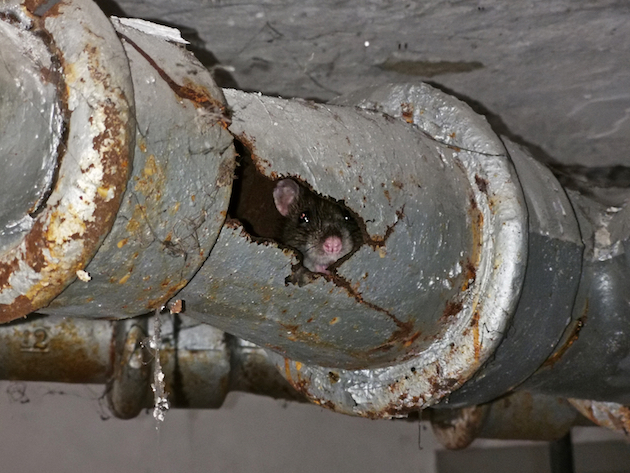 rat in london sewer