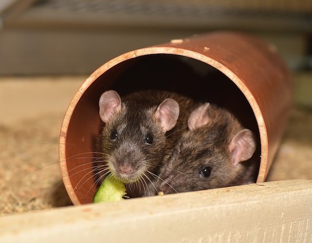 What noises do rats respond to?