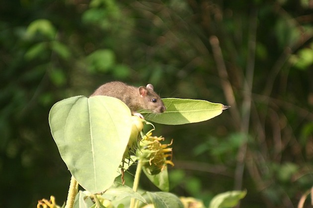rat pest control
