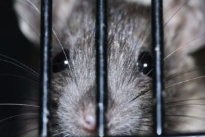 rat prevented from entering