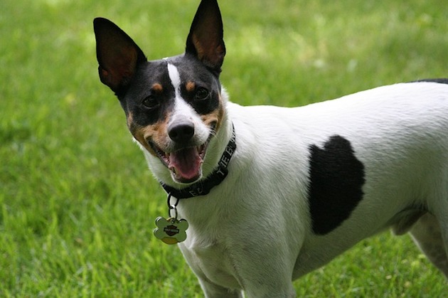 rat terrier dog