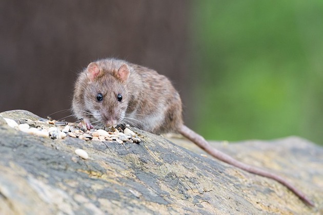 rat using tail to cool