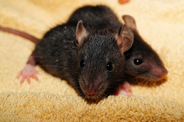 råttor som kommunicerar med varandra