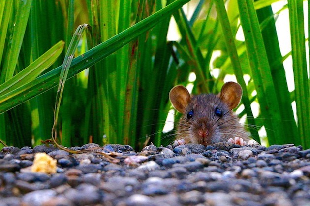 rats in the garden