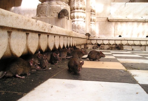 rats in the temple