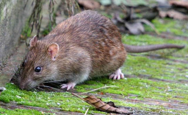 Brown Rat
