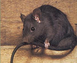 Black Rat
