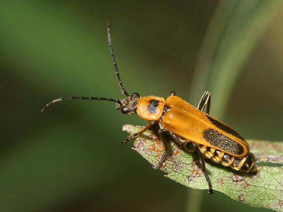 Soldier Beetle