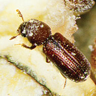 Lesser Grain Borer