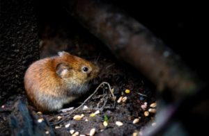 rodents entry
