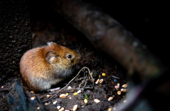 rodents entry