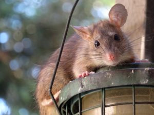 rat or mouse