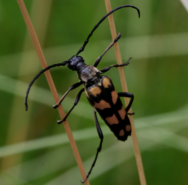 Longhorn Beetle